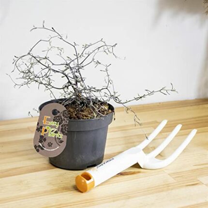 1 Wire Netting Bush Silver Corokia cotoneaster in 12cm Pot Evergreen Indoor