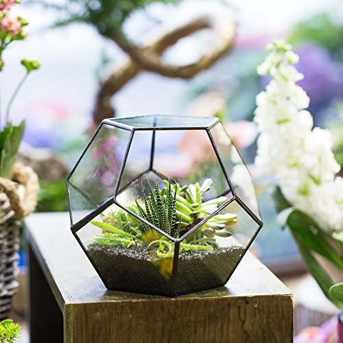 NCYP 15cm Small Glass Geometric Terrarium Planter, Tabletop Pentagon Display Terrarium Pot for Succulent Cacti Fern Moss Air Plants, Indoor Home