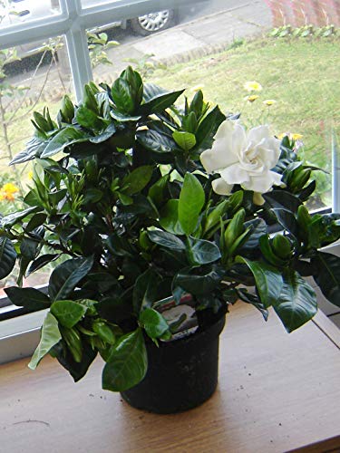 Easy Plants 1 Scented Gardenia Jasminoides House Plant in 13cm Pot