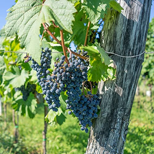 KINGLAKE 1mm Galvanised Garden Wire, 35 Meters Plant Twist Wire Tie Vine Wire Metal Fencing Wire for Training Climbing Plants, Crafts, Modelling,