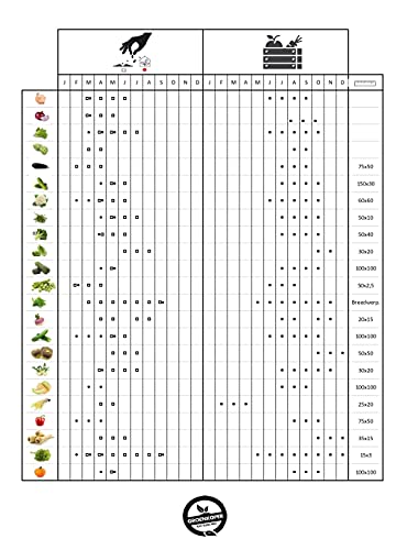 Lettuce Batavia Seeds - Head with Pleasantly Crisp Leaves - 3 g - Seeds: 800