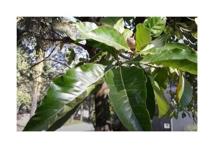 Pcs - 10x Genipa Americana, Jaguar Xtype Tree Garden Plants - Seed B990 - Seeds & Plants Shop by Ipsa