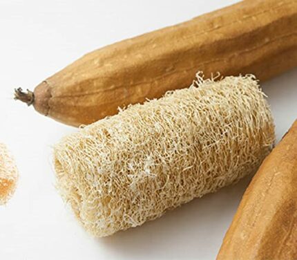 10 Squash Sponge Seeds – Loofah – Natural Sponge – Peasant Seeds