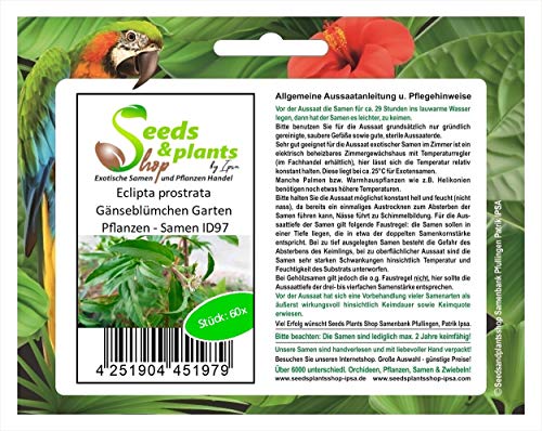 Pcs - 60x Eclipta Prostrata Daisy Garden Plants - Seeds ID97 & Plants Shop by Ipsa