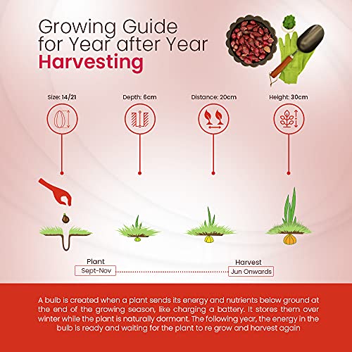 Onion and Garlic Set - Reliable Harvest - for Your Kitchen Garden (250gms Electric Onions)