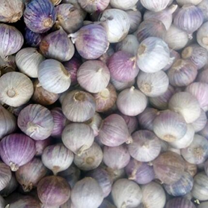 Thai Elephant Garlic Solo Garlic, Similar Single Large Round Bulbs 5,10,20 (10)