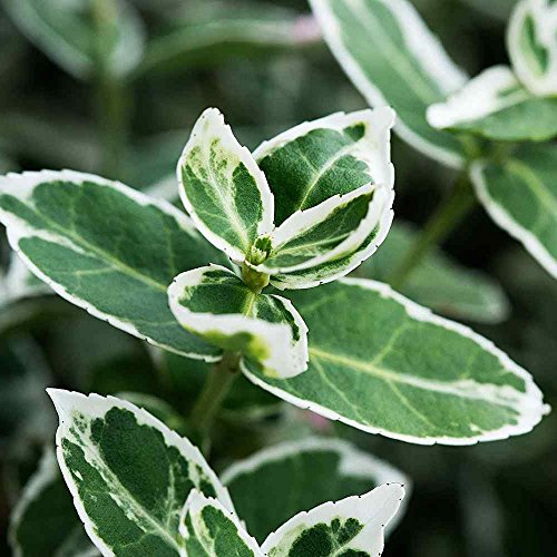 Euonymus fortunei 'Emerald Gaiety' Spindle Evergreen Hardy Shrub | 9cm Pot