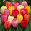 10 Mixed Darwin Hybrid Tulip Perennial Autumn Garden Flower Bulb Corm Outdoor
