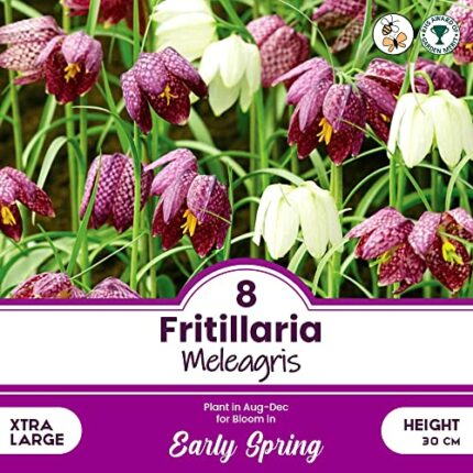 schone 8 x Fritillaria Meleagris – RHS Award Holder – Also Called The Snake’s Head or Checkered Lily – Perennial – Unusual Spring Flower - for Yo