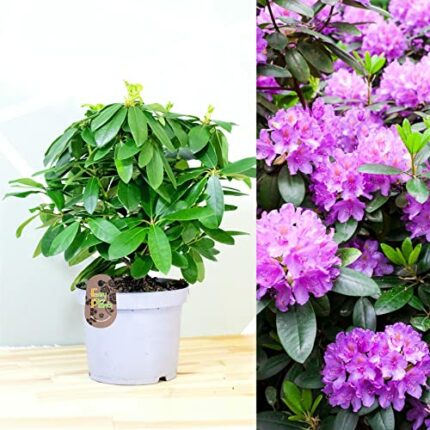 Royal Purple Azalea Rhododendron Ponticum in 19cm Pot Fantastic Flower Garden Plant