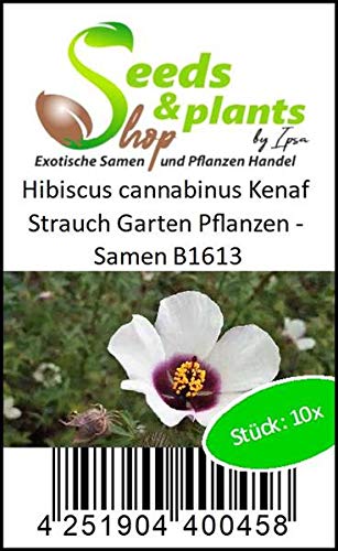 Pcs - 10x Hibiscus Cannabinus Kenaf Bush Garden Plants - Seeds B1613 Plants Shop Samenbank Pfullingen Patrik Ipsa