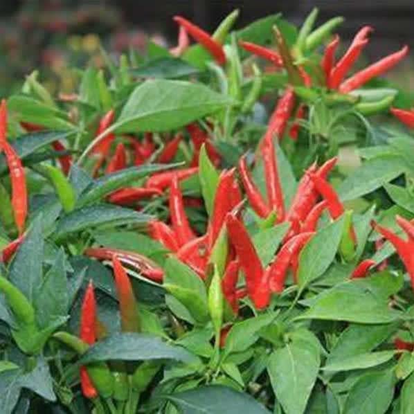 Birds Eye Chili Pepper Seeds - Grow Piri Piri Tobasco Chillies Quality Chilli Heirloom Seed