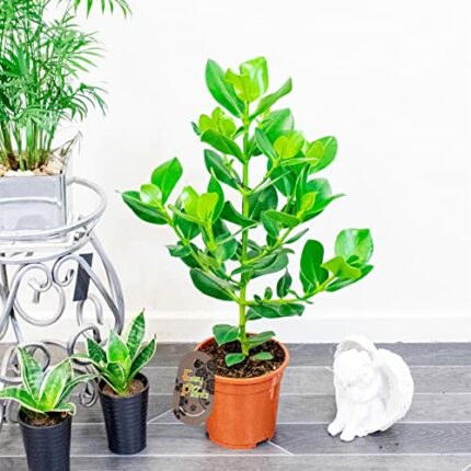 1 Clusia Rosea Princess Autograph Evergreen Tree in 17cm Pot Indoor House Plant