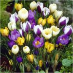 16 Specie Crocus Mixed- A Beautiful Splash of Colour Early in The Year- Beautiful Crocus Blooms Year After Year - Stunning Display - for Your Bea