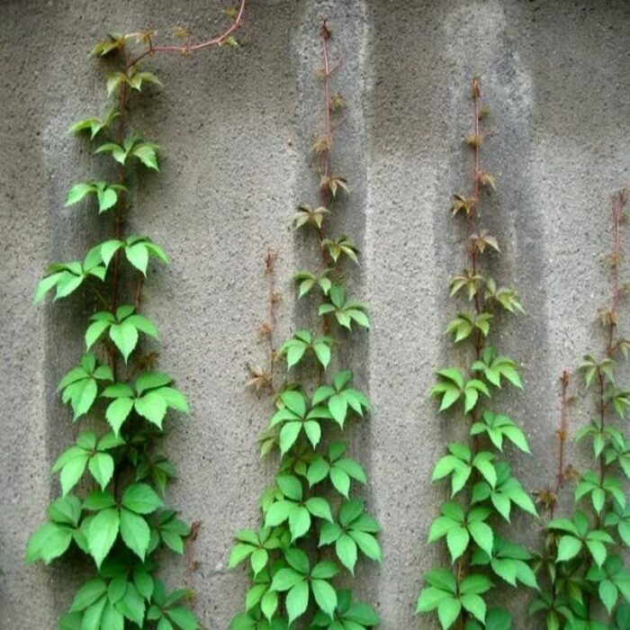 Boston Ivy Parthenocissus Tricuspidata Veitchii Vine Easy to Grow for Table Decorations Bedroom Bathroom Living Room Indoor Decor