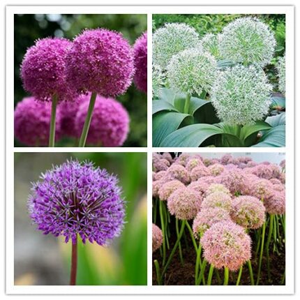 Allium Bulbs Easy to Plant, Take Your Garden to The Next Level of Dramatic Design with Gorgeous Alliums (2, purple1)