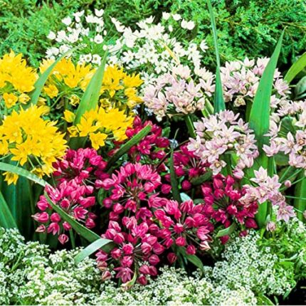 Blue Magic Design 20 Allium Mixed Colour Springn Autumn Gardening Growing Bulb Corm Summer Flower