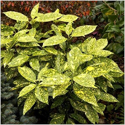 Aucuba Japonica Golden Girl Japanese Spotted Laurel Evergreen Garden Shrub