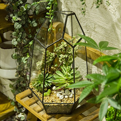 NCYP Geometric Glass Terrarium for Succulent, Air Plants, Fern - 16.5x14.5x25 CM - Modern Garden Irregular Glass Planter Pot - Handmade Indoor Ta