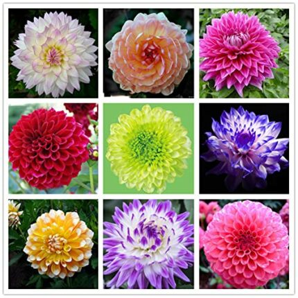 Dahlia Bulbs for Planting Now UK/Strong Plants That Grow Well/Mix Golden Jade Carving Feels Perfect