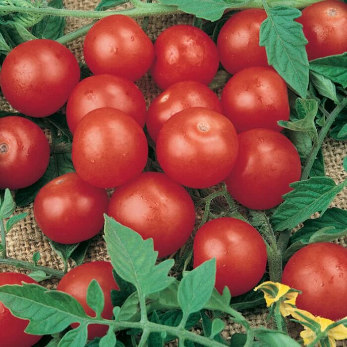 Tomato Seeds Tiny Tim - Heirloom Micro Dwarf Cherry Tomato Plant Seed
