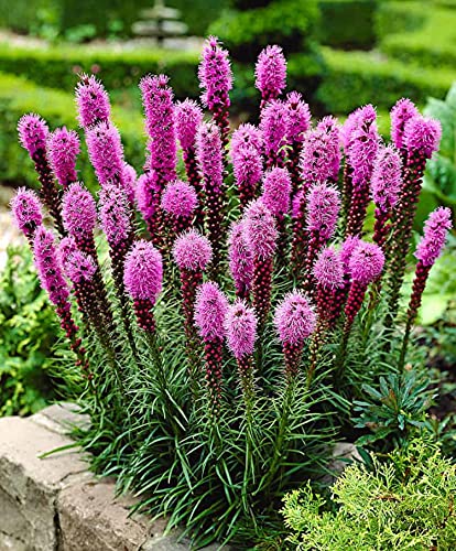 50 Kansas Feather Seeds - Liatris Spicata - Purple Pink - Organic Method