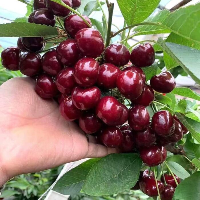 Cherry Prunus pseudocerasus Trees Fruit Seedling - 18 inch Tall Easy to Grow for Table Decorations Bedroom Bathroom Living Room Indoor Decor