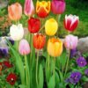 10 Mixed Darwin Hybrid Tulip Perennial Autumn Garden Flower Bulb Corm Outdoor