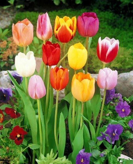 10 Mixed Darwin Hybrid Tulip Perennial Autumn Garden Flower Bulb Corm Outdoor