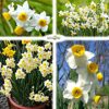8 x Dwarf Daffodil Canaliculatus – Multi Flowering Scented Miniature – Perennial – Great for Patio Pots – for Your Beautiful Garden