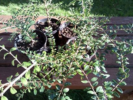 6x Lonicera nitida Poor Mans Box compact evergreen dense hedging plants