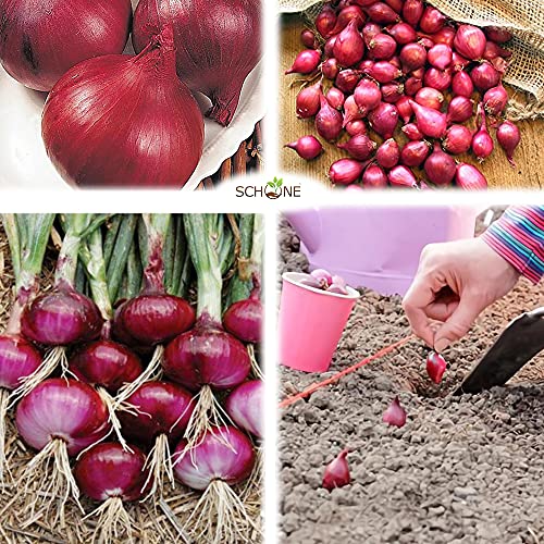 Onion and Garlic Set - Reliable Harvest - for Your Kitchen Garden (250gms Electric Onions)