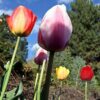 10 Mixed Darwin Hybrid Tulip Perennial Autumn Garden Flower Bulb Corm Outdoor