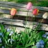 10 Mixed Darwin Hybrid Tulip Perennial Autumn Garden Flower Bulb Corm Outdoor