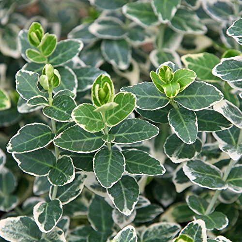 Euonymus fortunei 'Emerald Gaiety' Spindle Evergreen Hardy Shrub | 9cm Pot