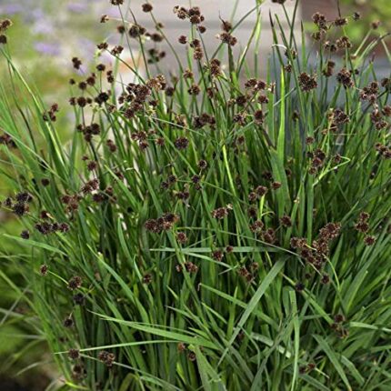 Nojaus Seklos - Decorative Weeds and Grasses Seed Variety, Non GMO, Quality Collection