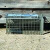 The Big Cheese Rat Cage Trap - Humane Rat Trap, Indoors and Outdoors, Catch Alive, Long lasting Rust Resistent, Silver