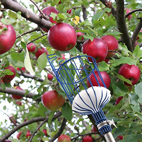MaidMAX Fruit Picker, 13 Foot (4M) Fruit Picker Pole with Basket Apple Orange Picker Tool Gardening Picks with Lightweight Stainless Steel Connec