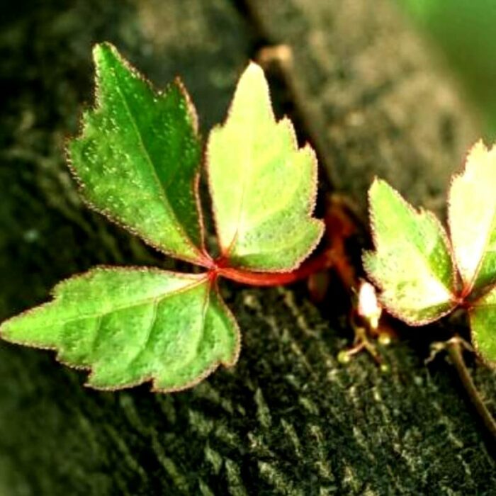 Boston Ivy Parthenocissus Tricuspidata Veitchii Vine Easy to Grow for Table Decorations Bedroom Bathroom Living Room Indoor Decor