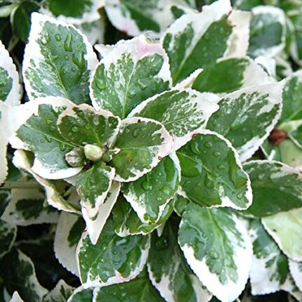 Euonymus fortunei 'Emerald Gaiety' Spindle Evergreen Hardy Shrub | 9cm Pot