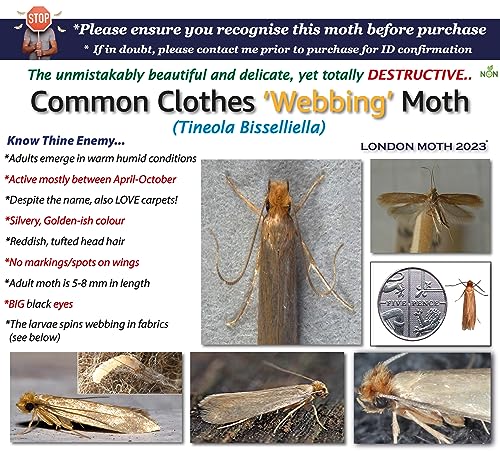 LONDON MOTH KILLER-10 Professional Pheromone Moth killers for the Common Clothes Moth, Sticky Moth Trap Repellent for Wardrobes Clothes & Carpet,