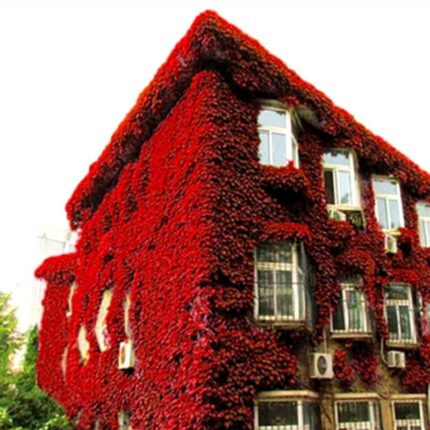 Boston Ivy Parthenocissus Tricuspidata Veitchii Vine Easy to Grow for Table Decorations Bedroom Bathroom Living Room Indoor Decor