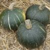 Arborix Hokkaido Green Pumpkin Vegetable Seeds