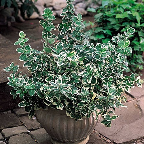 Euonymus fortunei 'Emerald Gaiety' Spindle Evergreen Hardy Shrub | 9cm Pot