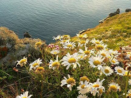 Coastal Area Wildflower Seed Mix - UK Stock - Fast Delivery (100 Grams)