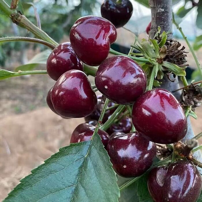 Cherry Prunus pseudocerasus Trees Fruit Seedling - 18 inch Tall Easy to Grow for Table Decorations Bedroom Bathroom Living Room Indoor Decor