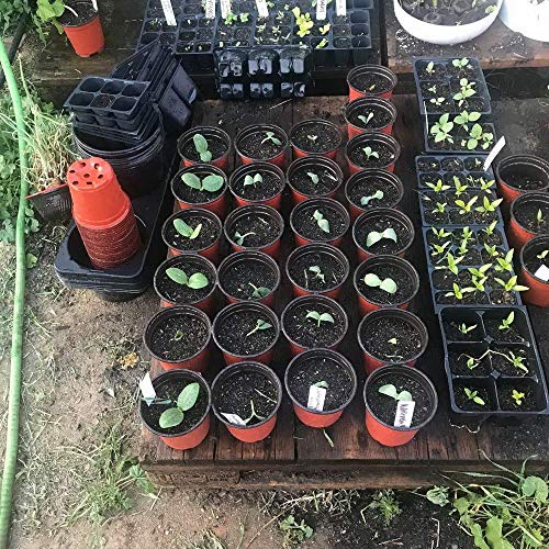 LATERN 50Pcs 15cm Plastic Plant Flower Pots Lightweight Seed Starting Pots Nursery Seedlings Pots Flower Plant Container (15 x 13cm)