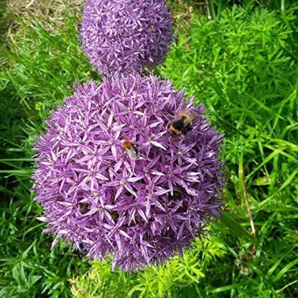 Blue Magic Design 10 Allium Christophii Bulb Star of Persia Corm Autumn Garden Spring Purple Flower