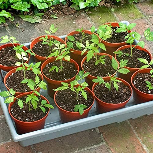 WAIZHIUA 50Pcs 7.5cm Plant Flower Pots, Plastic Plant Nursery Pots Small Flower Plant Container with 100Pcs Plant Labels for Succulent Fruit Vege