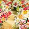 6 Giant Mixed Tree Lily Bulb Large Flower Fragrant Summer Pernnial Garden Plant Corm Collection